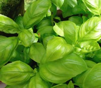 /album/cultivo-hidroponico-colombia/a1-albahaca-jpg/